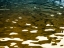 Picture of WATER REFLECTIONS