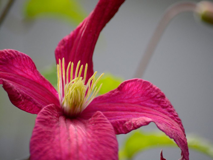 Picture of PINK CLEMATIS