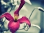 Picture of PINK CLEMATIS