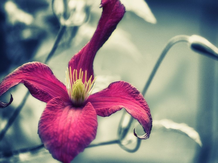 Picture of PINK CLEMATIS