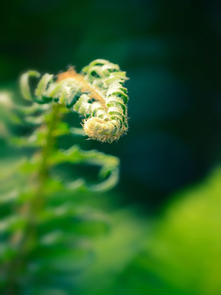 Picture of GARDEN FERN