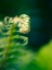 Picture of GARDEN FERN