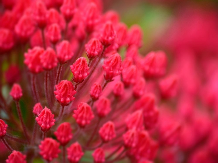 Picture of PINK FLOWER