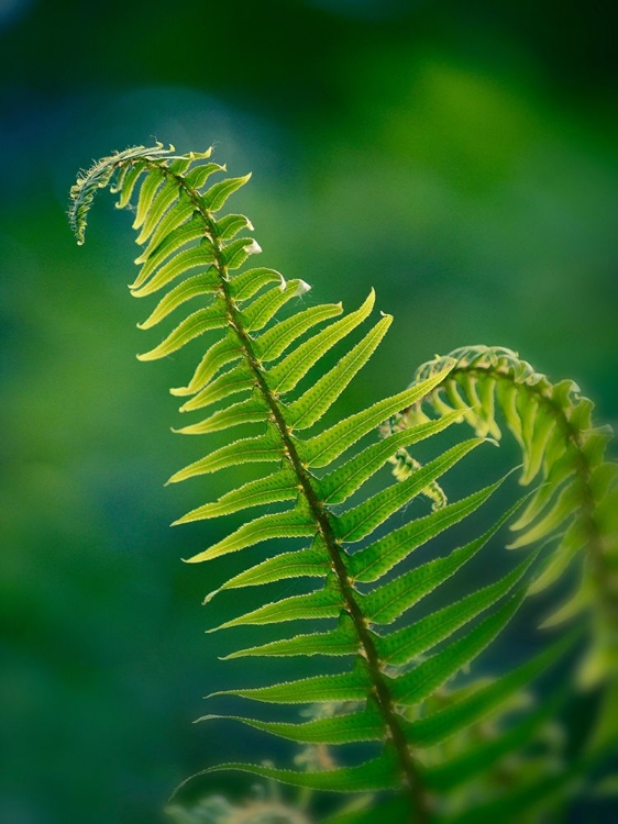 Picture of GARDEN FERN