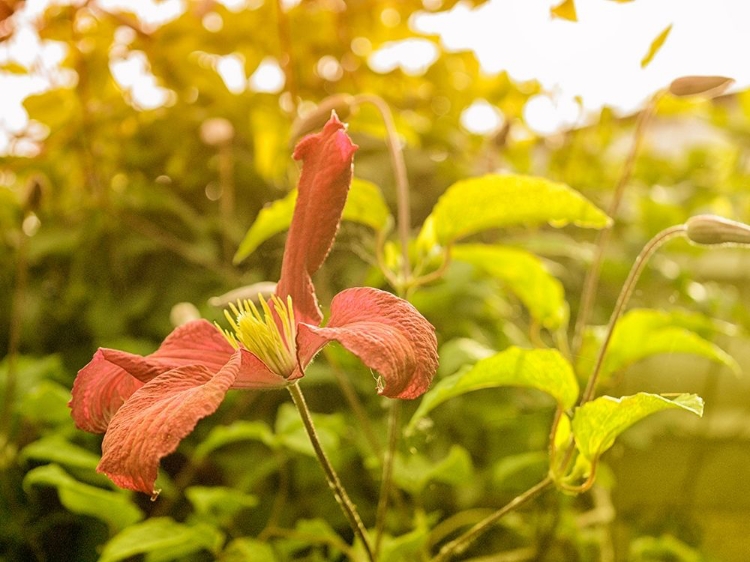 Picture of SUMMERTIME CLEMATIS