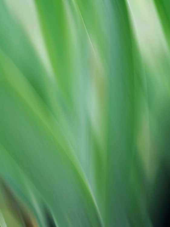 Picture of GREEN FLORA MOTION