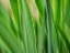 Picture of FLORA BLADES
