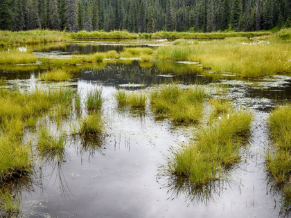 Picture of HATCHERS PASS CREEK MARSH