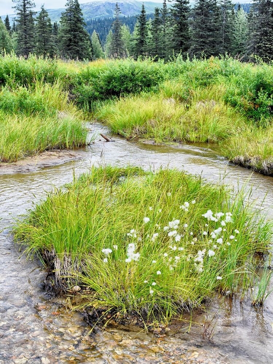 Picture of ALASKA MARSHLAND