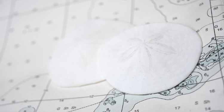 Picture of NAUTICAL SAND DOLLARS