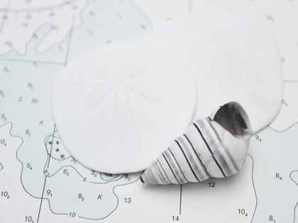 Picture of NAUTICAL SHELL AND SAND DOLLAR