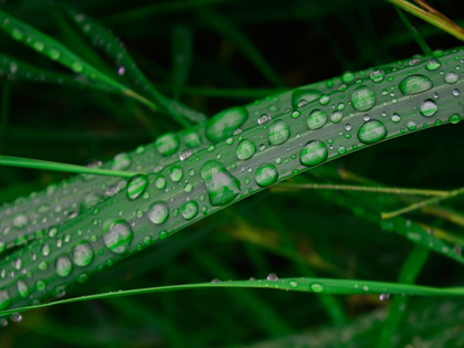 Picture of RAIN DROP BEACH GRASS