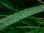 Picture of RAIN DROP BEACH GRASS