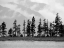Picture of PINES