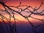 Picture of ABSTRACT SUNSET