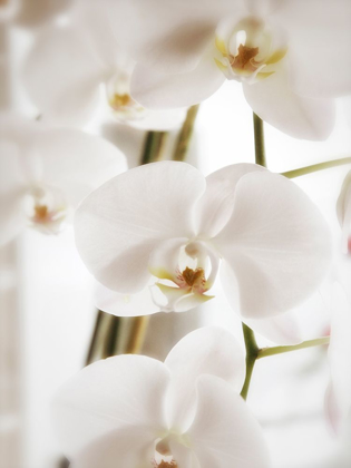 Picture of WHITE ORCHIDS