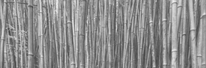 Picture of BAMBOO FOREST