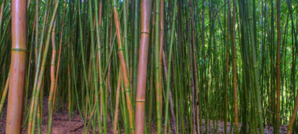 Picture of BAMBOO