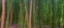 Picture of BAMBOO