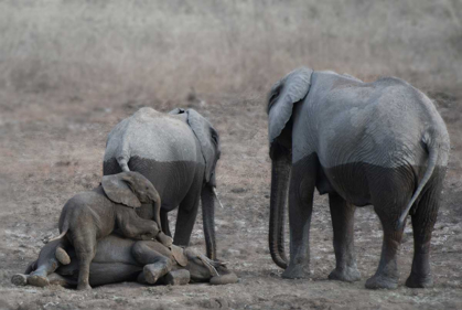 Picture of BROTHERS AT PLAY