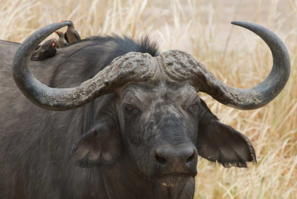 Picture of CAPE BUFFALO AND RED BILLED OXPECKERS