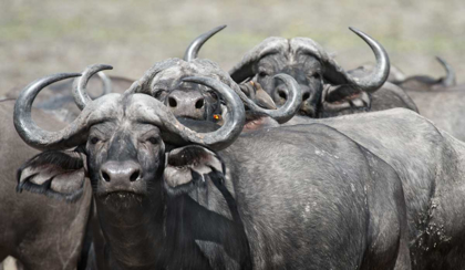 Picture of CAPE BUFFALOS AND FRIEND