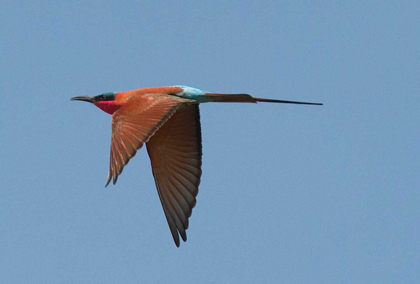 Picture of CARMINE BEE EATER