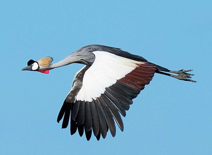 Picture of CRESTED CRANE