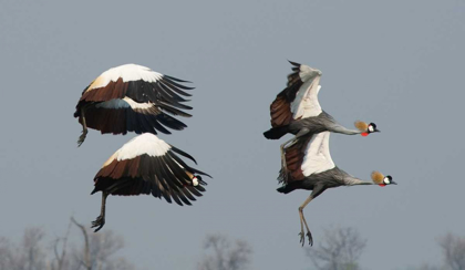 Picture of CRESTED CRANES