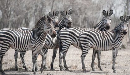 Picture of CURIOUS ZEBRAS