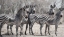 Picture of CURIOUS ZEBRAS