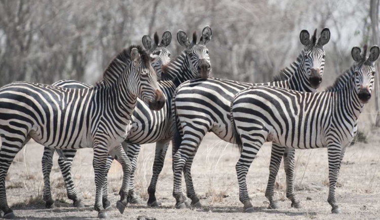 Picture of CURIOUS ZEBRAS