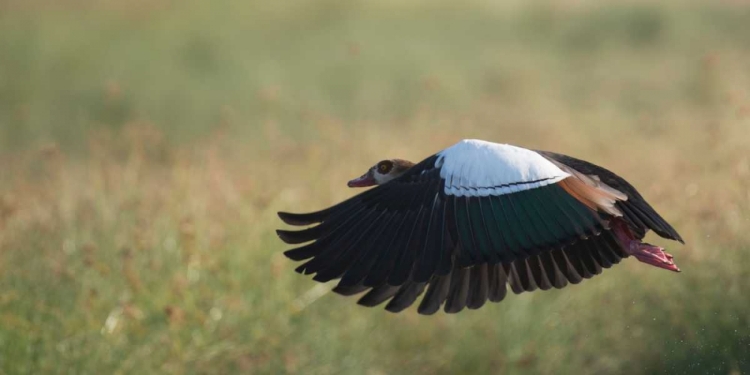 Picture of EGYPIAN GOOSE