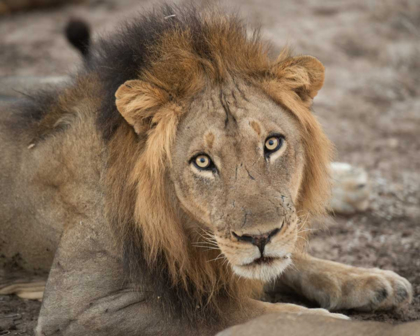 Picture of EYES OF A LION