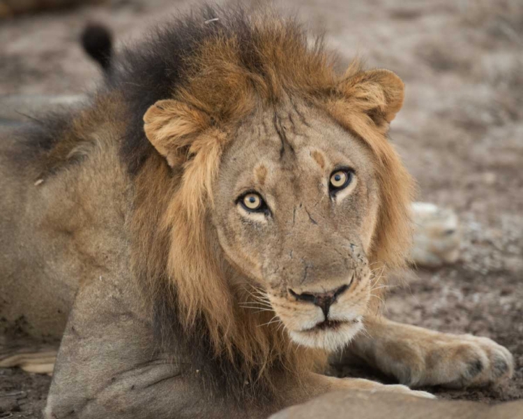 Picture of EYES OF A LION