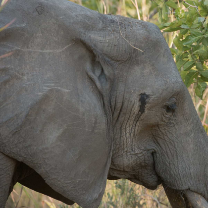 Picture of FEMALE ELEPHANT - ZABIA