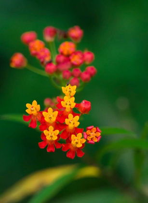 Picture of FLOWERS FROM GUATEMALA