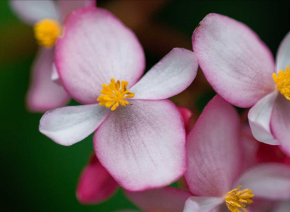 Picture of FLOWERS FROM PERU