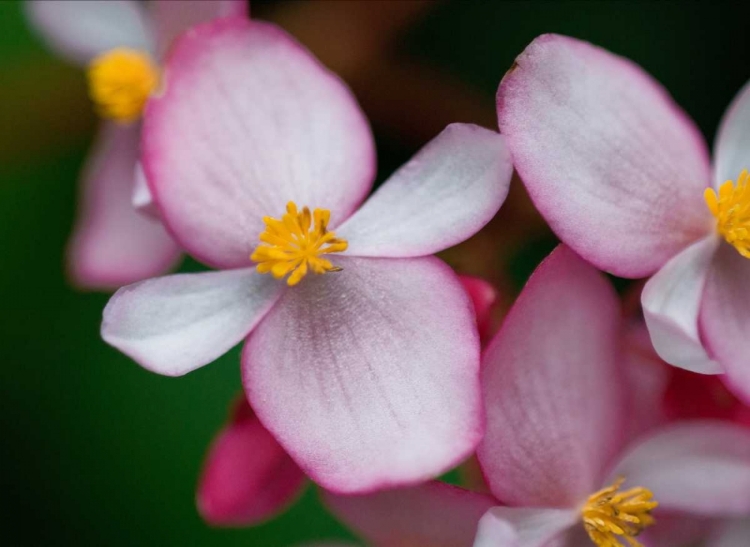 Picture of FLOWERS FROM PERU