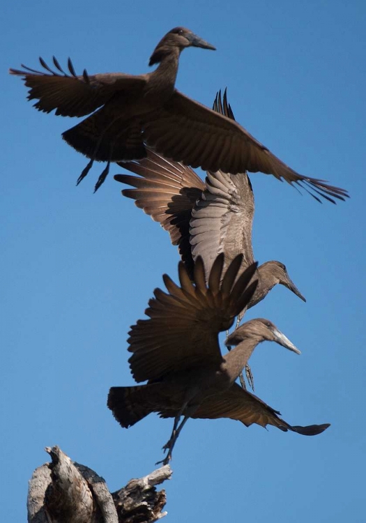 Picture of HAMMERKOPS IN FLIGHT