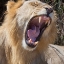 Picture of KING OF THE BEASTS
