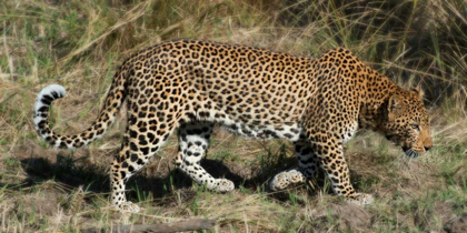 Picture of LEOPARD HUNTING