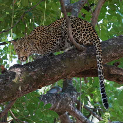 Picture of LEOPARD IN A TREE
