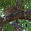 Picture of LEOPARD IN A TREE