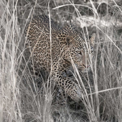 Picture of LEOPARD IN THE GRASS