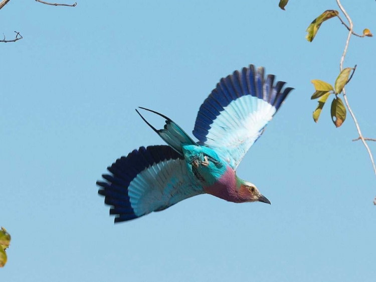 Picture of LILAC BREASTED ROLLER