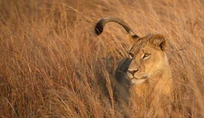 Picture of LION IN TALL GRASS