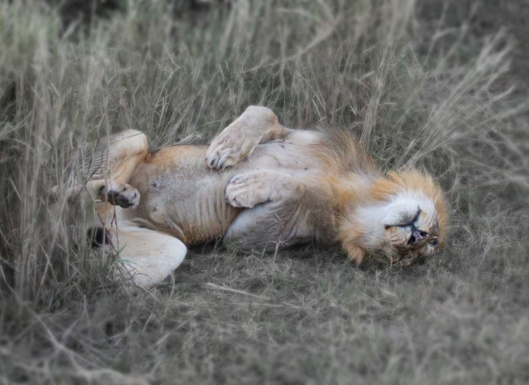 Picture of LION ON HIS BACK