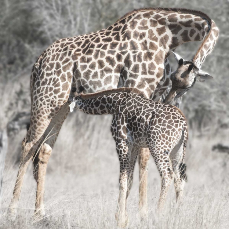 Picture of MOTHER AND DAUGHTER