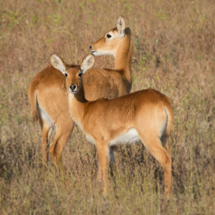 Picture of PUKU - ZAMBIA